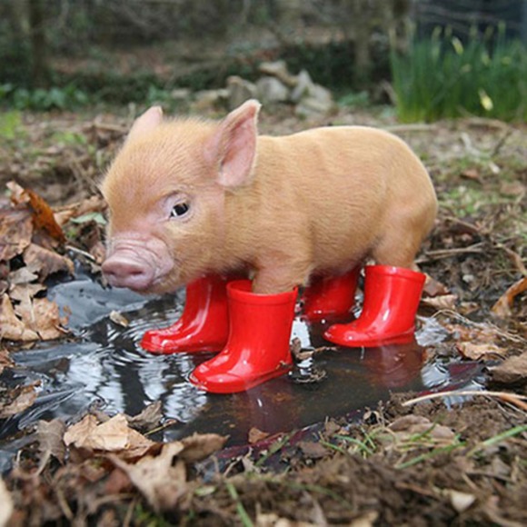 Meet your Posher, Danielle - Picture 1 of 1